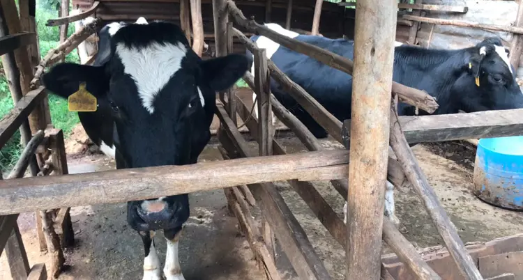 Body Condition Score (BCS) in dairy cows