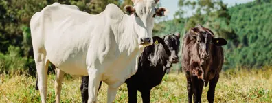 Pitchfork Ruminants Ruminant Concentrate